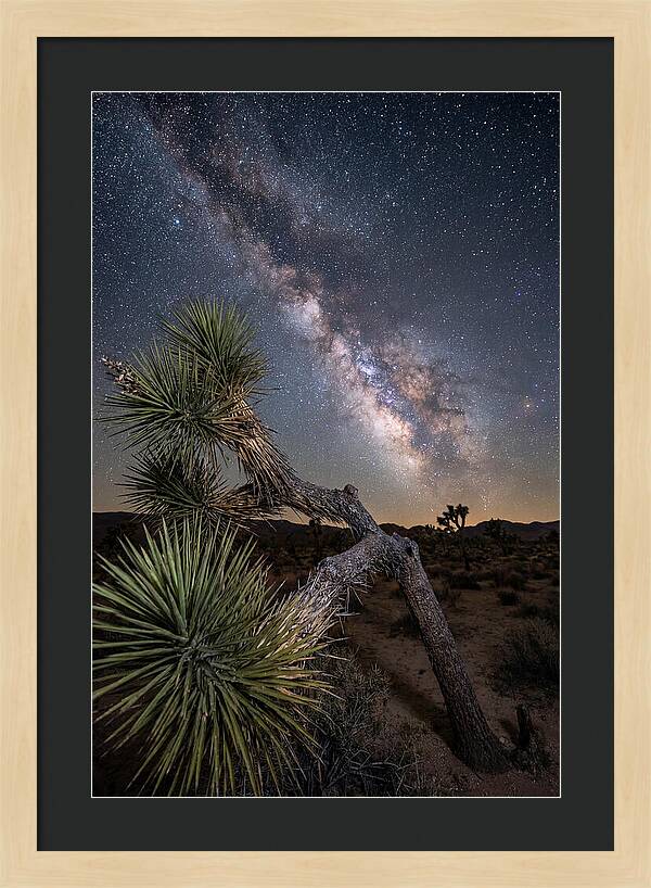 Galactic Dreams Above Joshua Tree