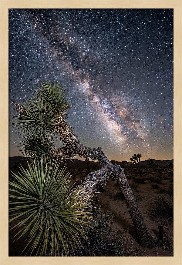 Galactic Dreams Above Joshua Tree