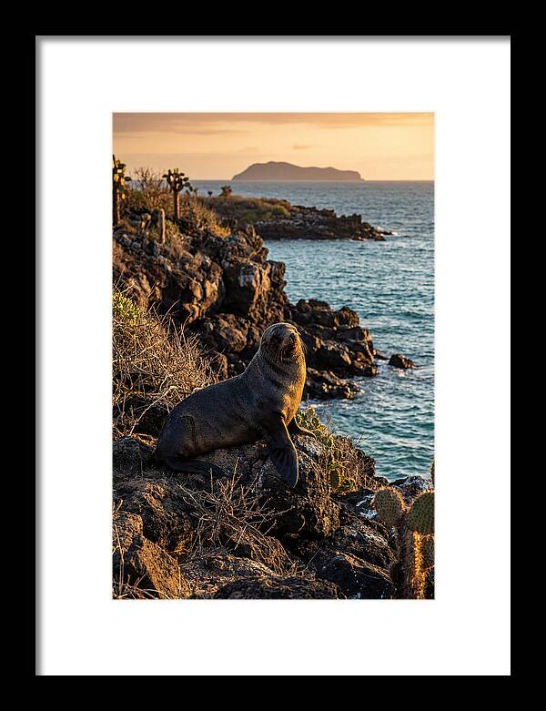 Galapagos Fur Seal At Sunset