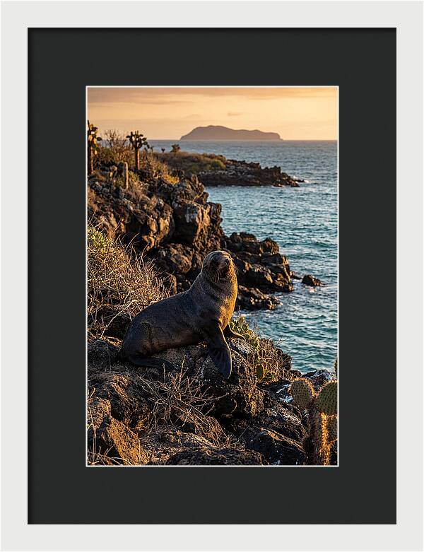 Galapagos Fur Seal At Sunset