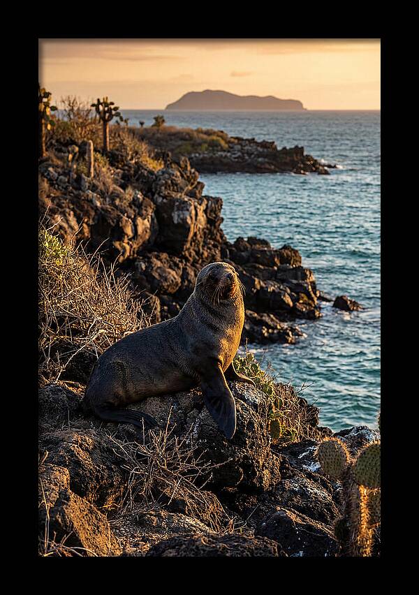 Galapagos Fur Seal At Sunset