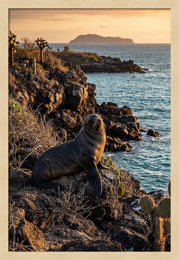 Galapagos Fur Seal At Sunset