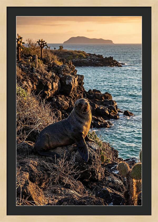 Galapagos Fur Seal At Sunset