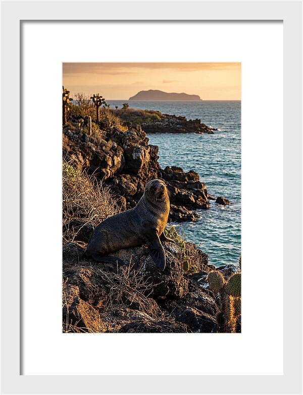 Galapagos Fur Seal At Sunset