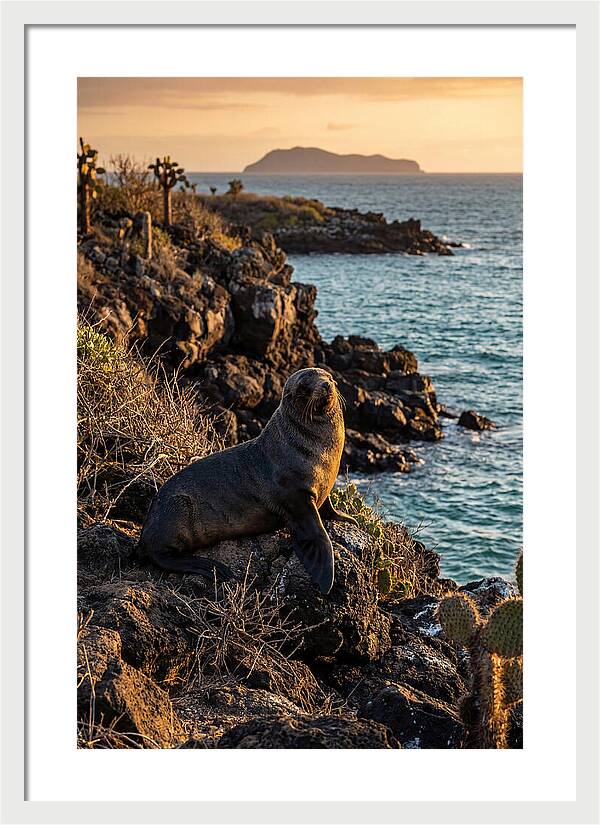 Galapagos Fur Seal At Sunset