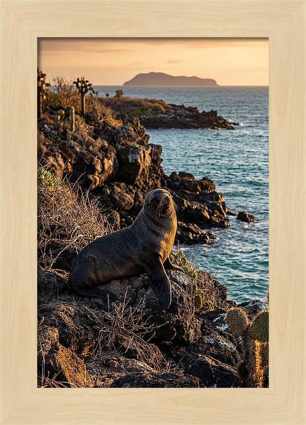 Galapagos Fur Seal At Sunset