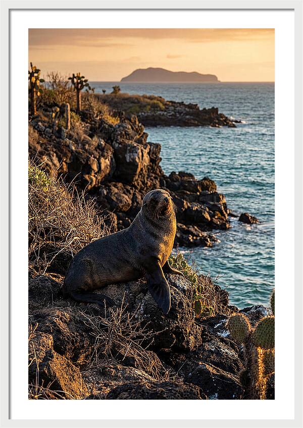 Galapagos Fur Seal At Sunset