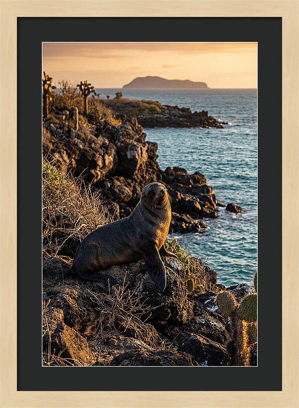 Galapagos Fur Seal At Sunset