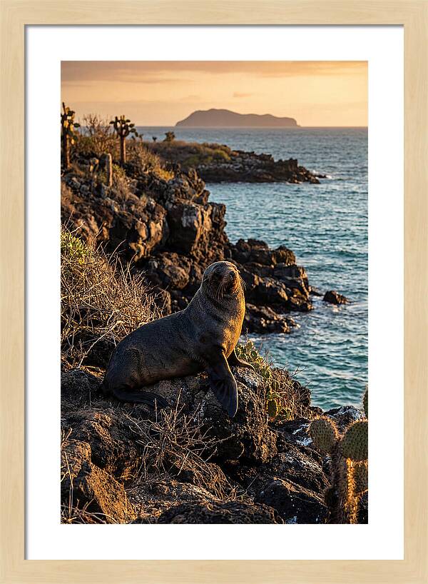 Galapagos Fur Seal At Sunset