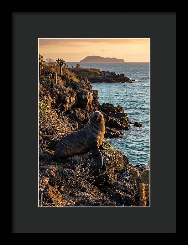 Galapagos Fur Seal At Sunset