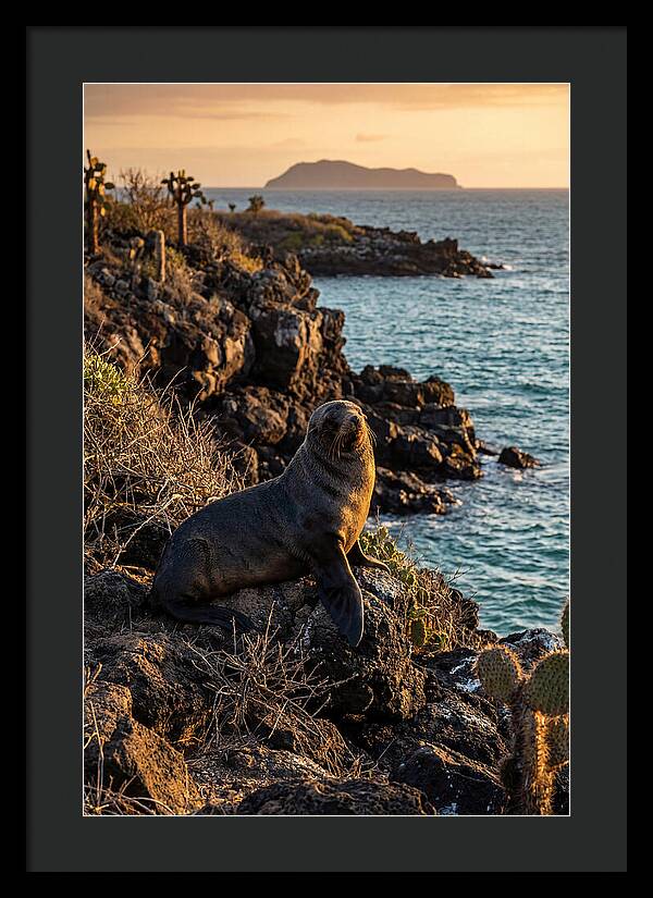 Galapagos Fur Seal At Sunset
