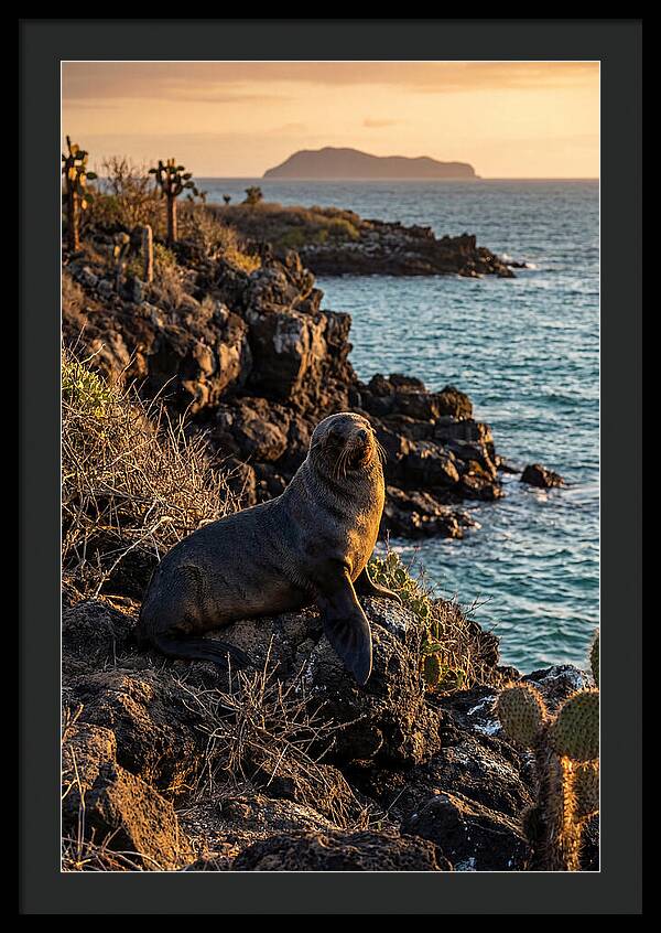 Galapagos Fur Seal At Sunset