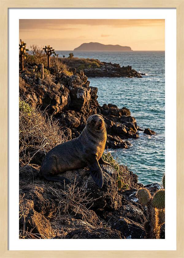Galapagos Fur Seal At Sunset