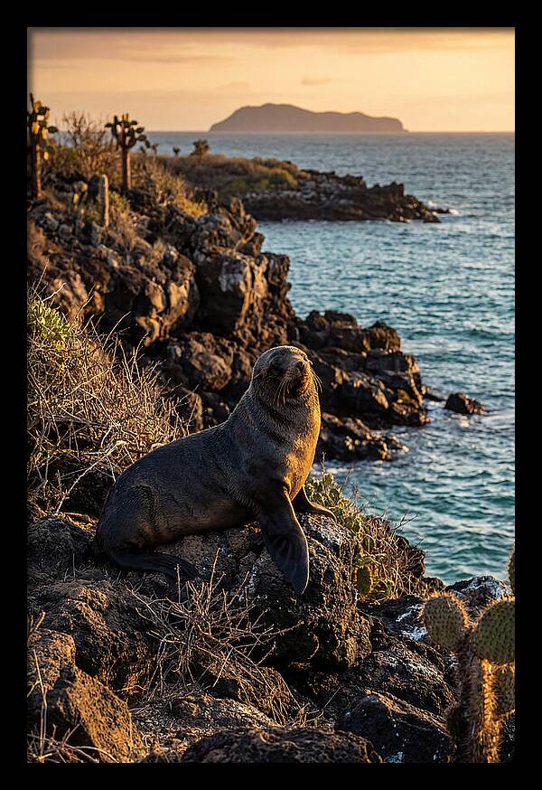 Galapagos Fur Seal At Sunset