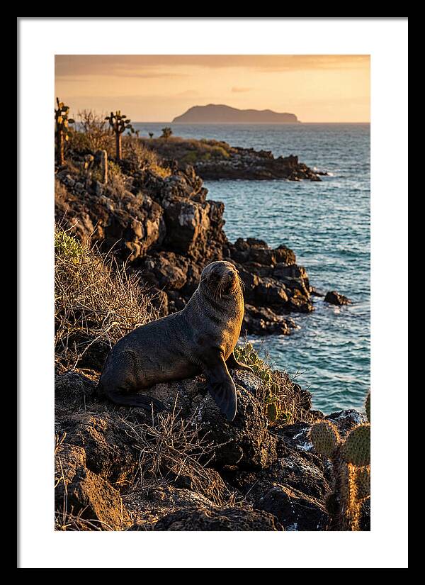 Galapagos Fur Seal At Sunset