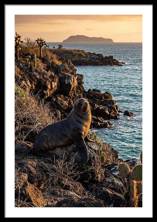 Galapagos Fur Seal At Sunset