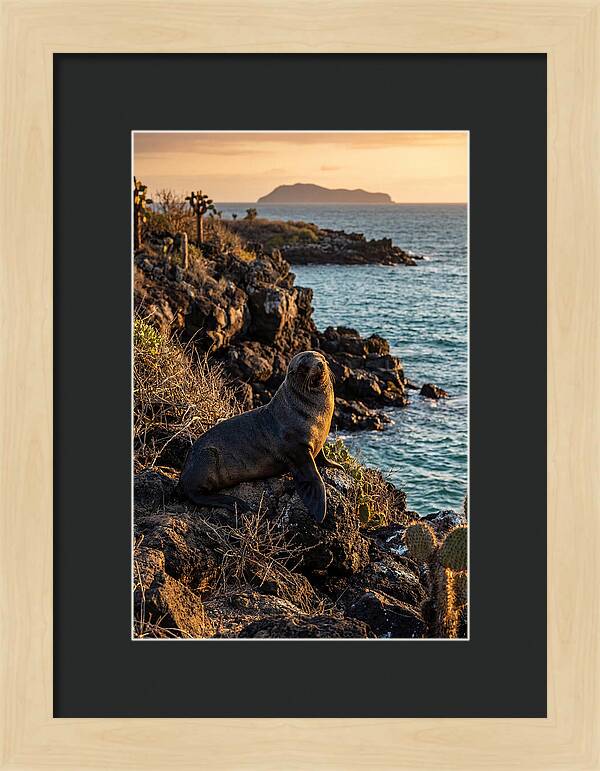 Galapagos Fur Seal At Sunset