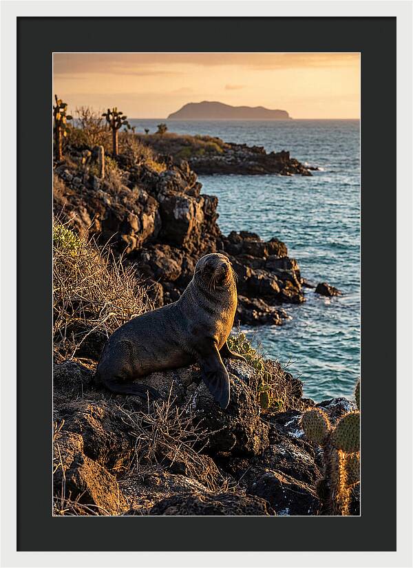 Galapagos Fur Seal At Sunset
