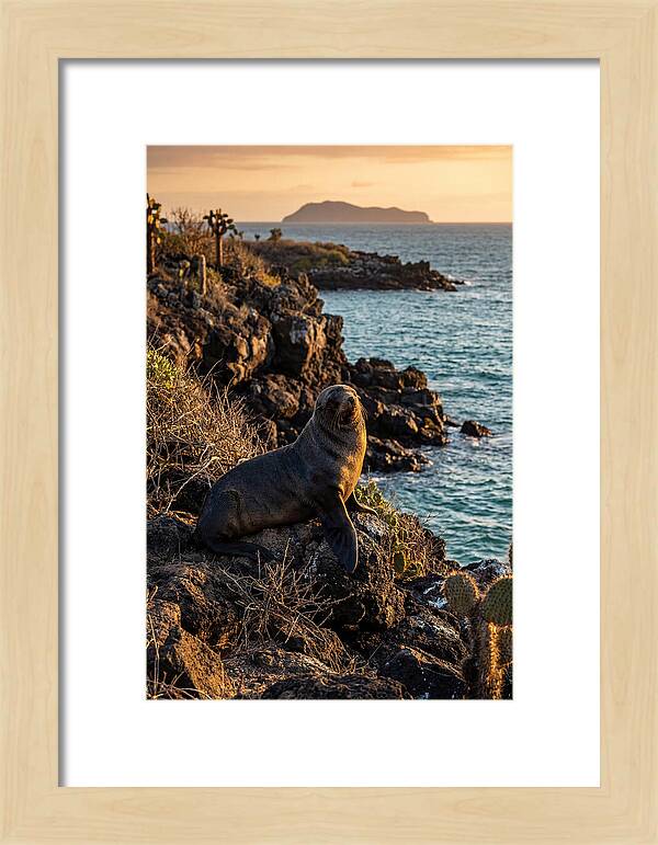 Galapagos Fur Seal At Sunset