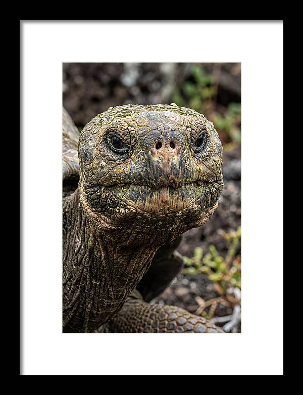 Galapagos Giant Tortoise Portrait