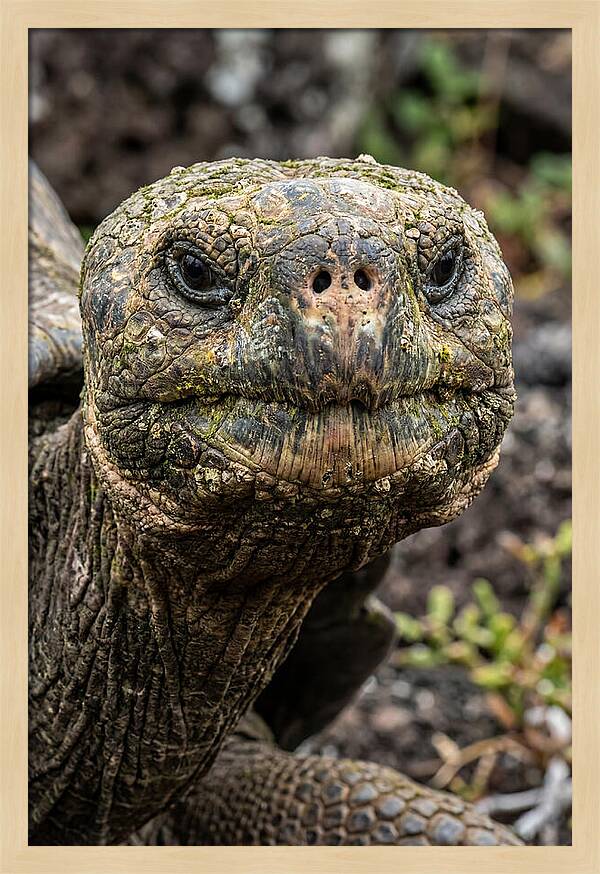 Galapagos Giant Tortoise Portrait