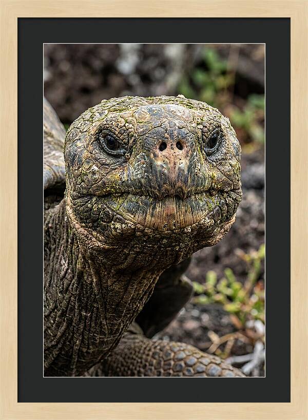 Galapagos Giant Tortoise Portrait