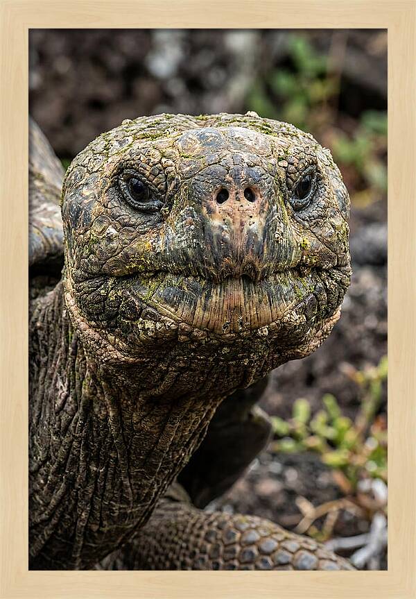 Galapagos Giant Tortoise Portrait