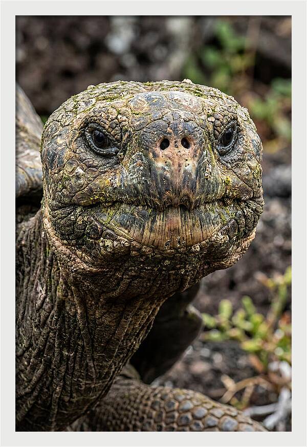 Galapagos Giant Tortoise Portrait