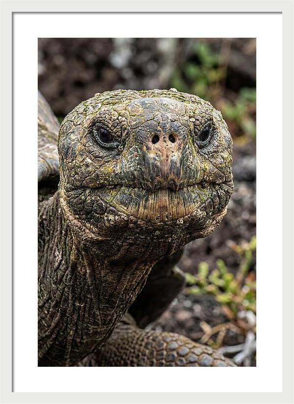 Galapagos Giant Tortoise Portrait