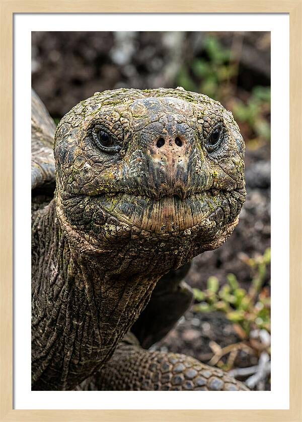 Galapagos Giant Tortoise Portrait