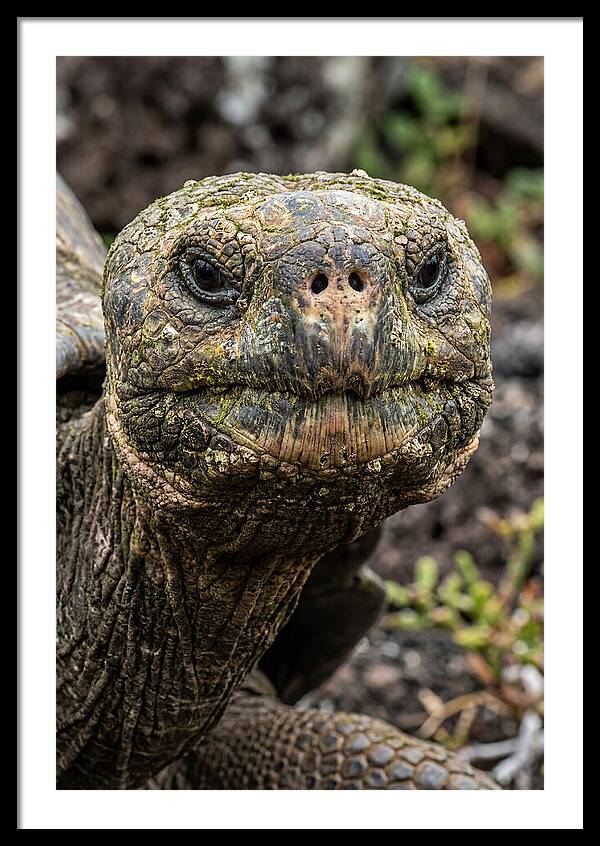 Galapagos Giant Tortoise Portrait