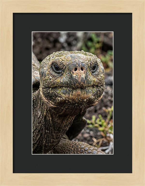 Galapagos Giant Tortoise Portrait