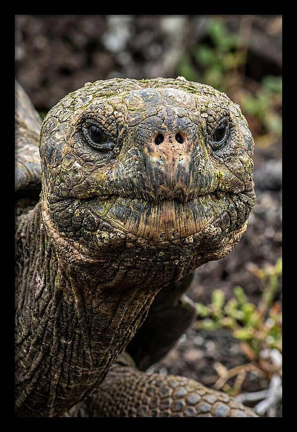 Galapagos Giant Tortoise Portrait