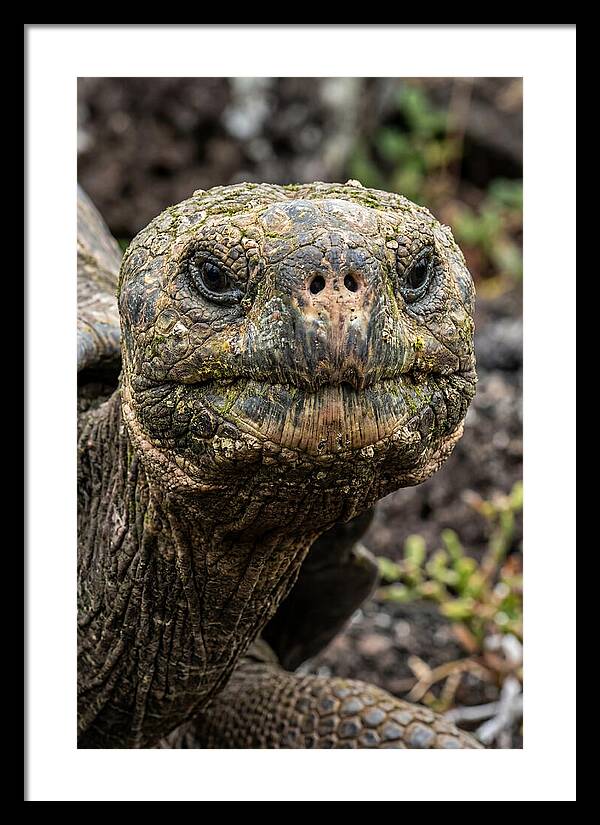 Galapagos Giant Tortoise Portrait