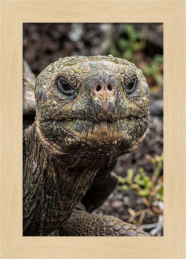 Galapagos Giant Tortoise Portrait