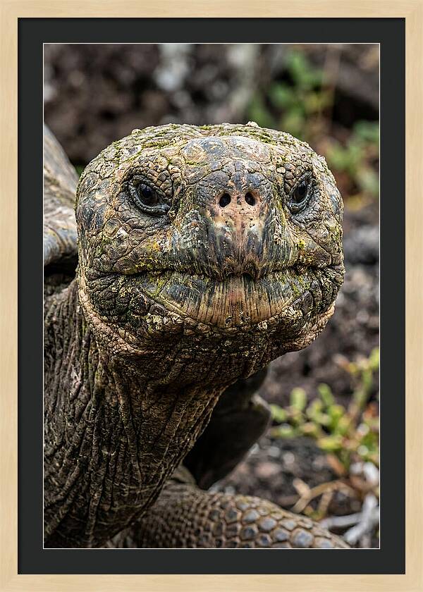 Galapagos Giant Tortoise Portrait