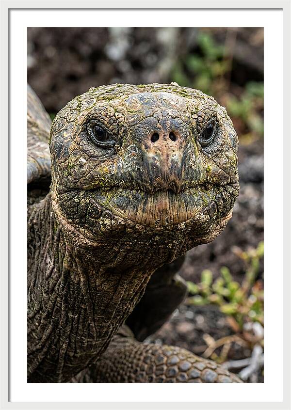 Galapagos Giant Tortoise Portrait