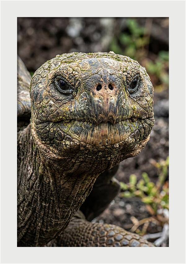 Galapagos Giant Tortoise Portrait