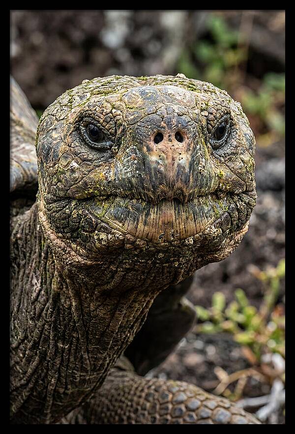 Galapagos Giant Tortoise Portrait