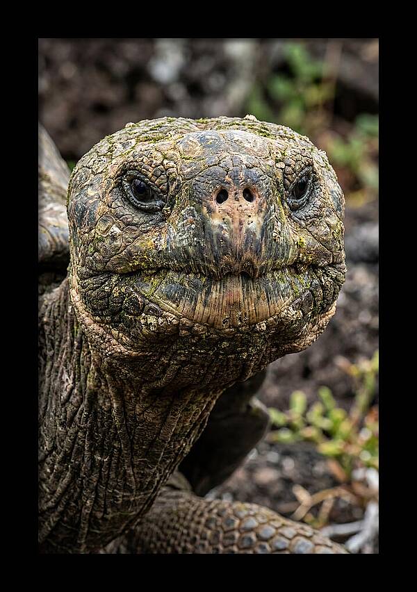 Galapagos Giant Tortoise Portrait