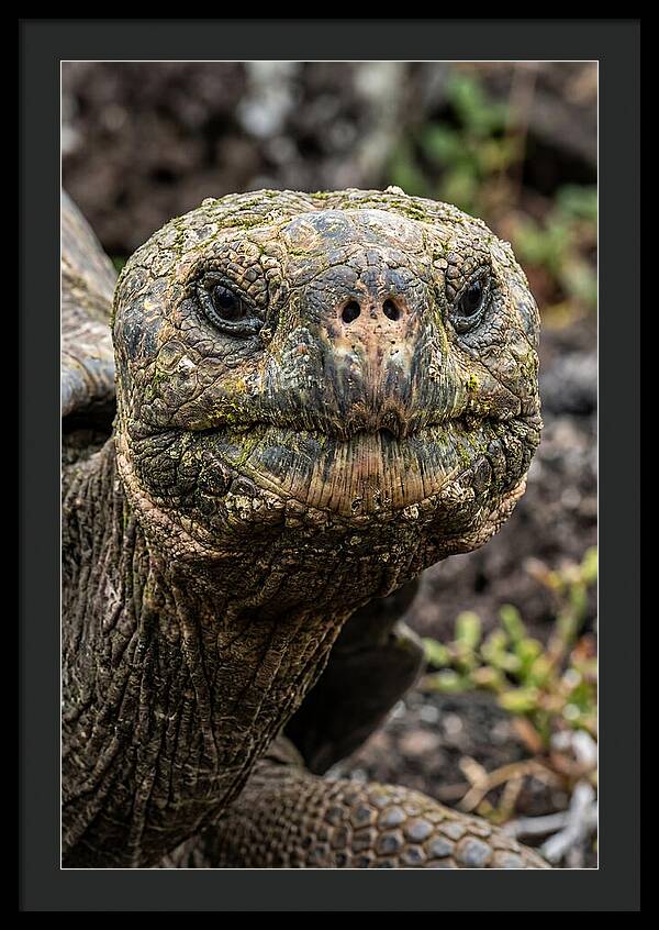Galapagos Giant Tortoise Portrait