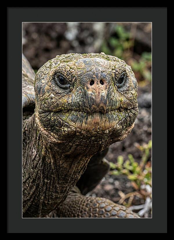 Galapagos Giant Tortoise Portrait