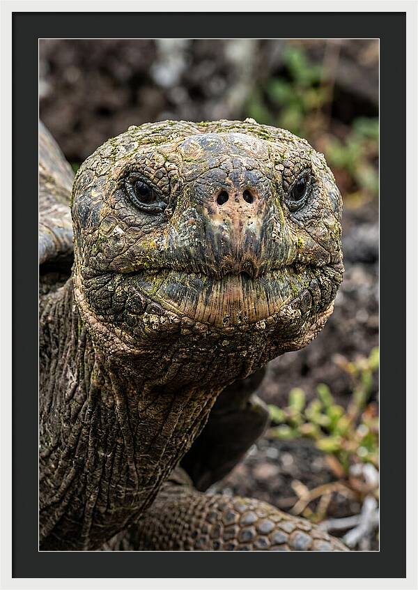 Galapagos Giant Tortoise Portrait
