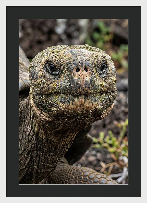 Galapagos Giant Tortoise Portrait