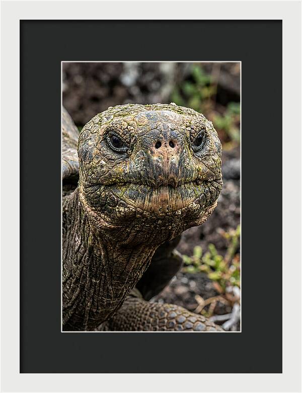Galapagos Giant Tortoise Portrait