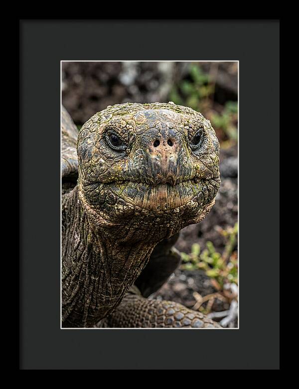 Galapagos Giant Tortoise Portrait