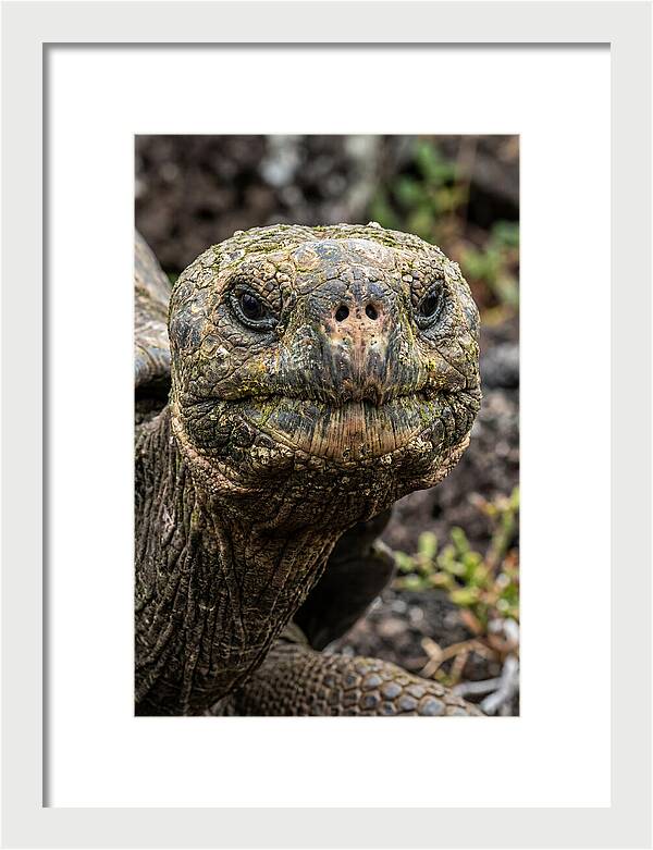 Galapagos Giant Tortoise Portrait