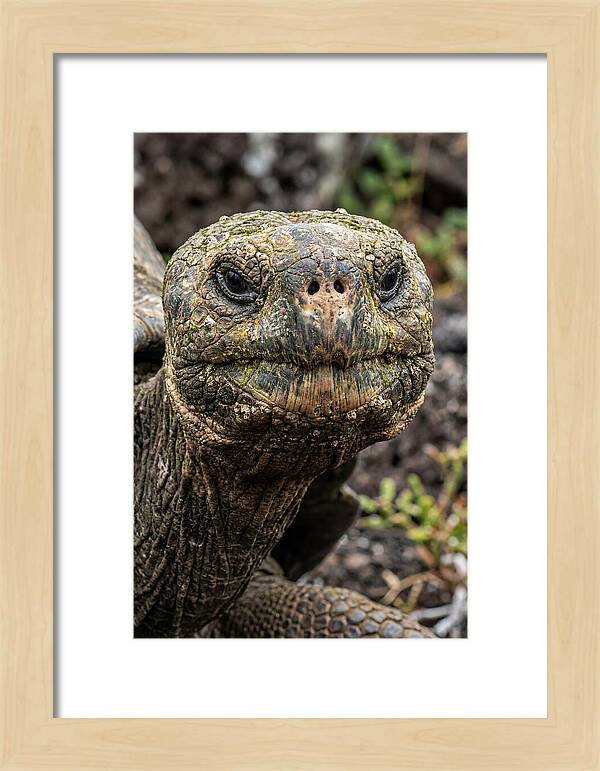 Galapagos Giant Tortoise Portrait