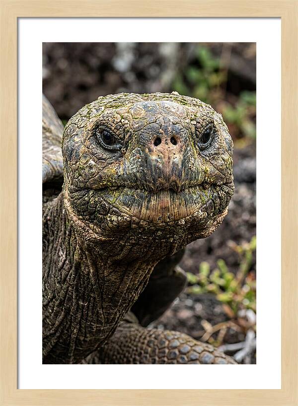 Galapagos Giant Tortoise Portrait