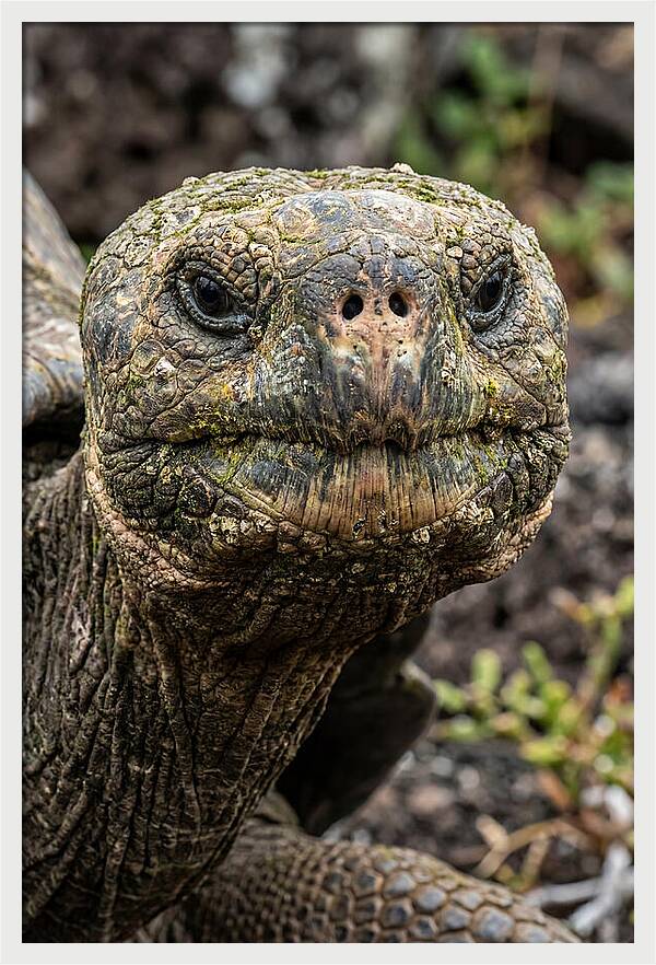 Galapagos Giant Tortoise Portrait